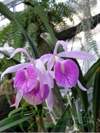 Брасокатлея (Brassocattleya Morning Glory 'Valentine Kiss')